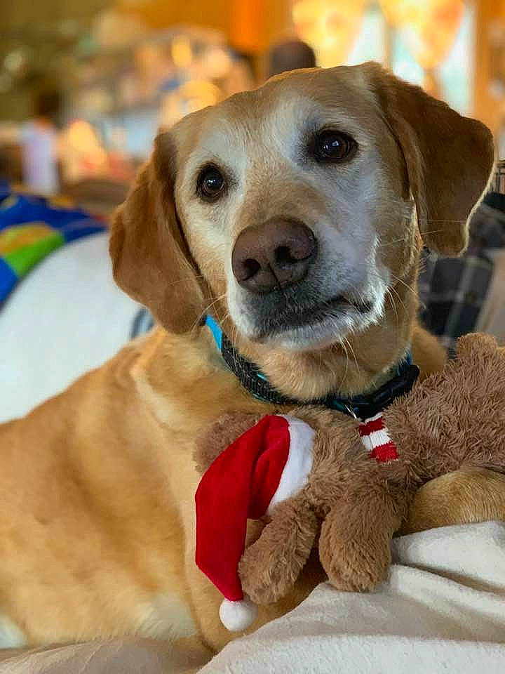 Sydney is registered to the contest to win money with this photo: beagador, canidae, carnivore, collar, companion_dog, dog, dog_breed, dog_collar, fawn, golden_retriever, labrador_retriever, mammal, puppy, rare_breed_dog, retriever, snout, sporting_group, vertebrate, whiskers