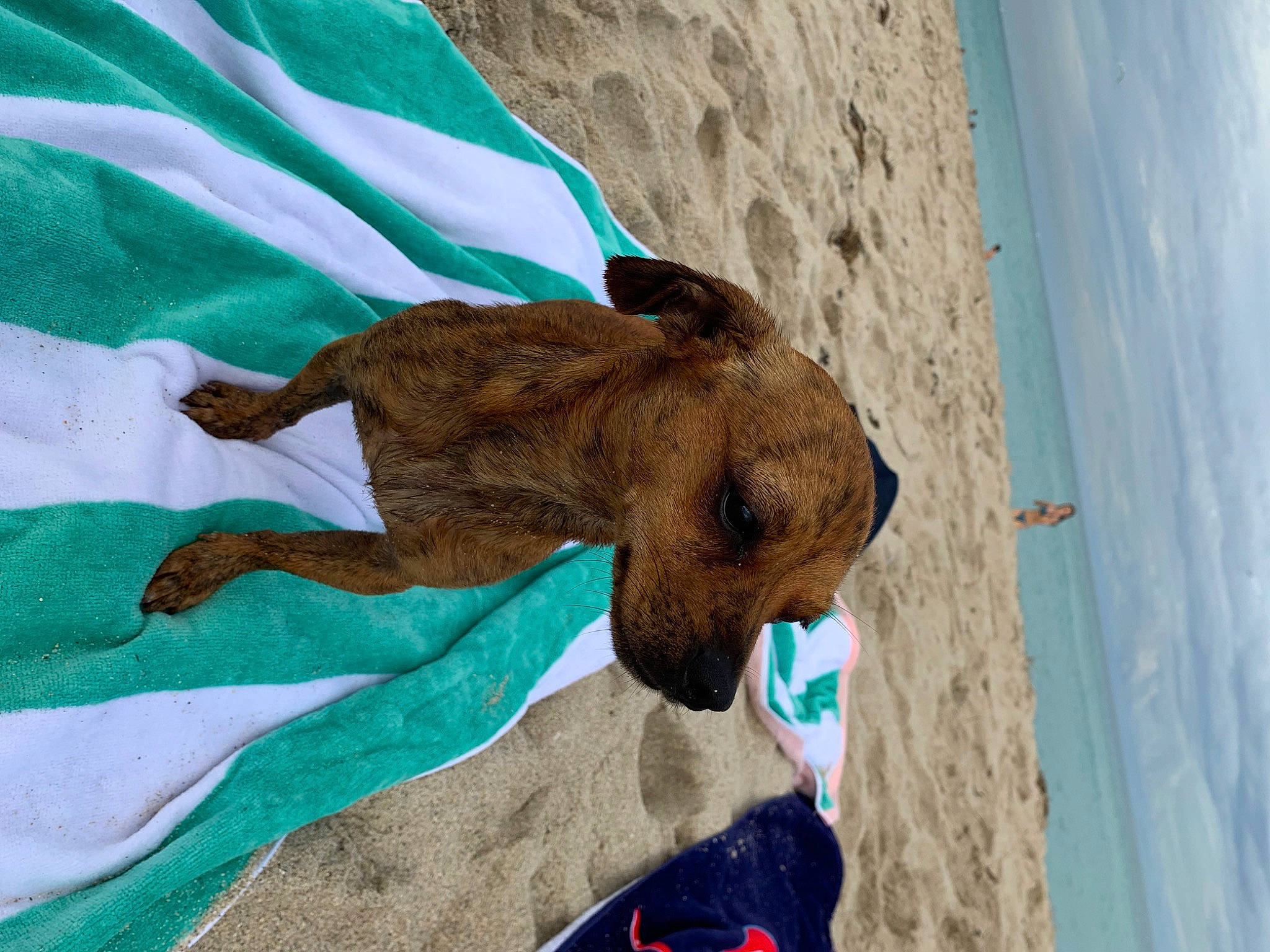 Booger joined the competition — help win amazing prizes! arabian_camel, art, azure, beach, camel, fawn, fun, landscape, linens, ocean, sand, sky, sporting_group, terrestrial_animal, tree, vacation, water, wildlife, wood, working_animal