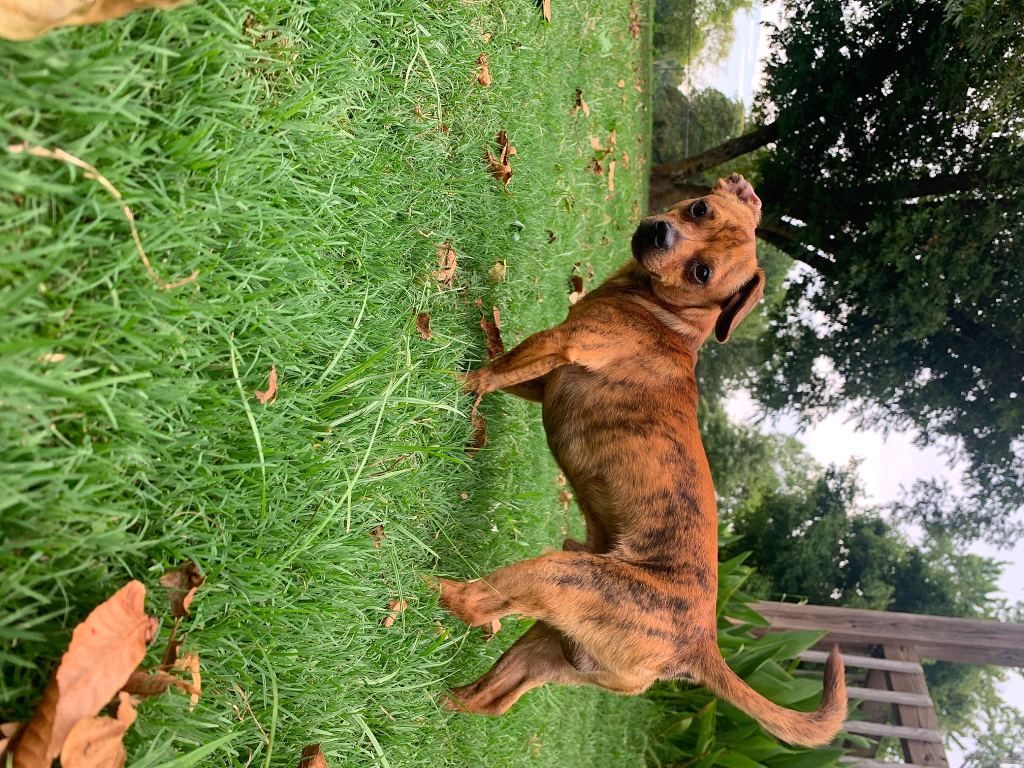 Booger joined the competition — help win amazing prizes! canidae, carnivore, dog, dog_breed, fawn, felidae, grass, groundcover, organism, plant, shrub, sporting_group, tail, terrestrial_animal, terrestrial_plant, tree, trunk, vegetation, wildlife, wood