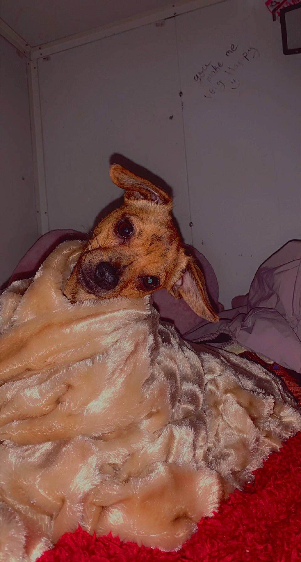 Booger joined the competition — help win amazing prizes! bathing, canidae, carnivore, companion_dog, dog, dog_breed, dog_supply, fawn, fur, irish_terrier, liver, pet_supply, snout, sporting_group, terrestrial_animal, terrier, toy, toy_dog, whiskers, working_animal