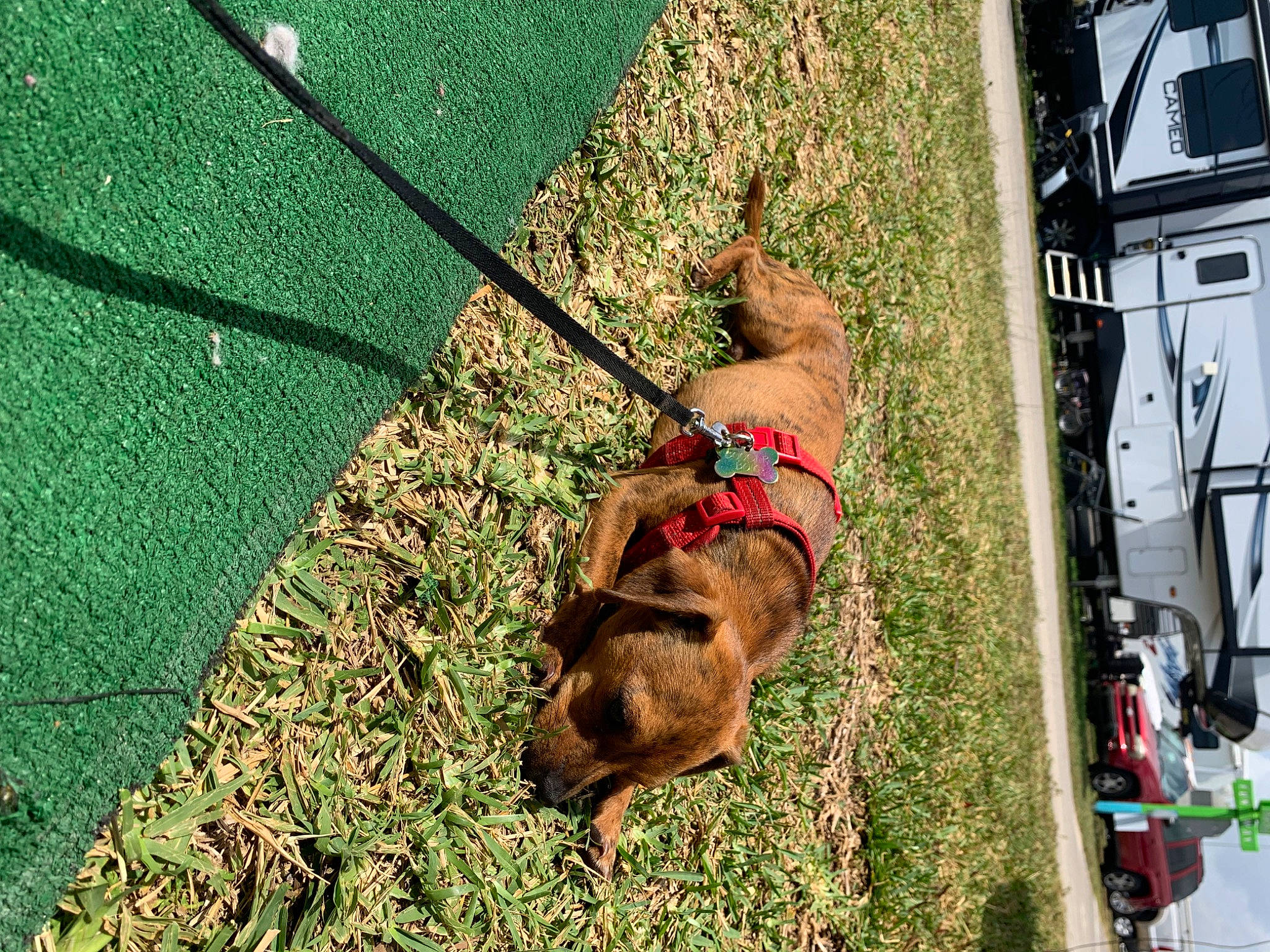 Booger is registered to the contest to win money with this photo: canidae, carnivore, collar, companion_dog, dog, dog_breed, dog_collar, dog_supply, fashion_accessory, fawn, grass, groundcover, leash, pet_supply, plant, shadow, sidewalk, sporting_group, tail, working_animal