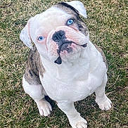 Benny joined the competition — help win amazing prizes! bulldog, puppy, dog, blue_eyes, grass, outdoor, pet, animal, cute, wrinkled_face, sitting, young, canine, mammal, white_fur, brown_fur, looking_up, ears, nose, paws