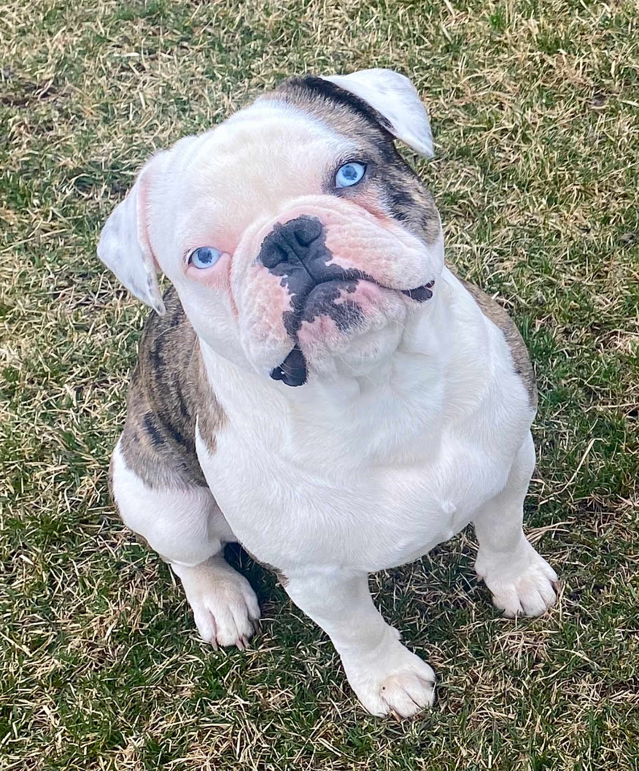 Benny joined the competition — help win amazing prizes! bulldog, puppy, dog, blue_eyes, grass, outdoor, pet, animal, cute, wrinkled_face, sitting, young, canine, mammal, white_fur, brown_fur, looking_up, ears, nose, paws