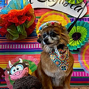 Kirby is registered to the contest to win money with this photo: dog, stuffed_toy, hat, bandana, colorful, background, decoration, pom_pom, toy, festive, animal, pet, portrait, indoor, floor, cute, small_dog, fabric, pattern, playful
