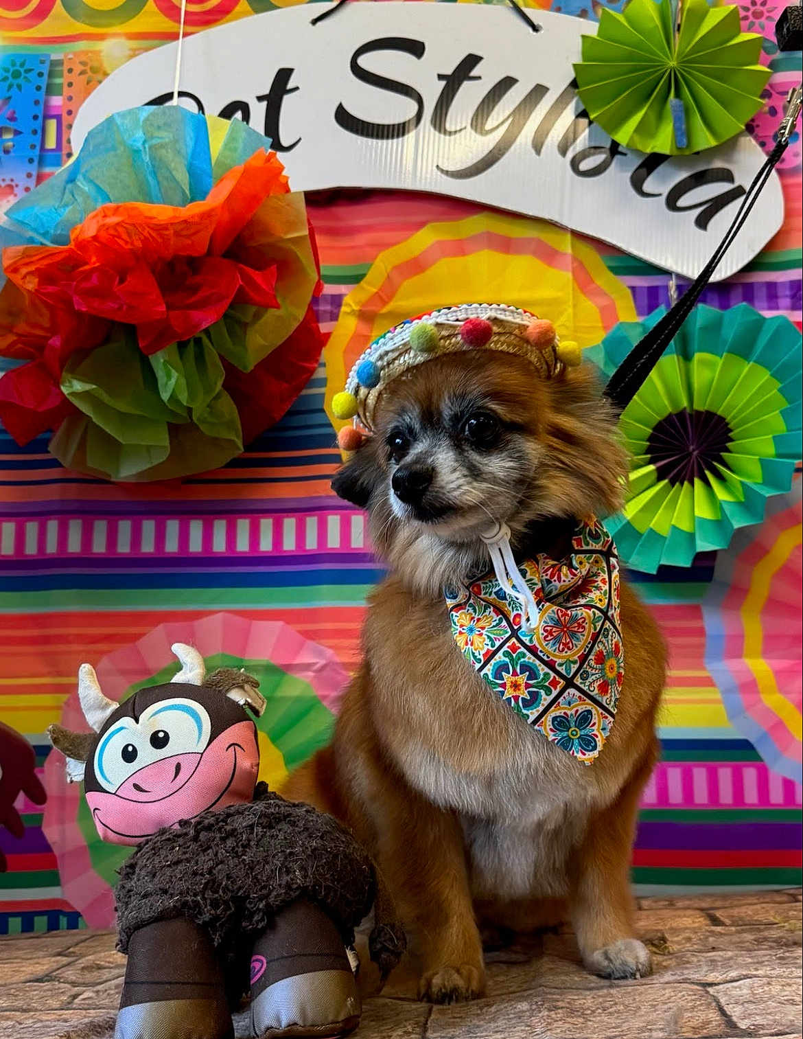 Kirby is registered to the contest to win money with this photo: dog, stuffed_toy, hat, bandana, colorful, background, decoration, pom_pom, toy, festive, animal, pet, portrait, indoor, floor, cute, small_dog, fabric, pattern, playful