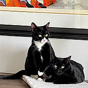 Ben And Jeri joined the competition — help win amazing prizes! animal, black_cat, cat, colorful_art, curious, domestic_animal, ears, eyes, feline, fur, indoor, lying_down, mat, pet, portrait, resting, sitting, table, tuxedo_cat, whiskers