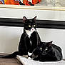 animal, black_cat, cat, colorful_art, curious, domestic_animal, ears, eyes, feline, fur, indoor, lying_down, mat, pet, portrait, resting, sitting, table, tuxedo_cat, whiskers