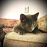 Puddy Tat joined the competition — help win amazing prizes! animal, cat, closeup, cozy, curious, cushion, domestic, ears, feline, furniture, gray_cat, home, indoor, ottoman, paws, pet, relaxed, table, whiskers, wide_eyes