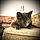 Puddy Tat