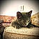 Puddy Tat