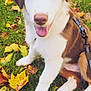 Arès participe au concours pour gagner de l'argent avec cette photo : puppy, dog, grass, autumn, leaves, outdoor, happy, sitting, pet, brown_and_white, heterochromia, canine, nature, playful, closeup, young_dog, tongue_out, leash, ears, friendly