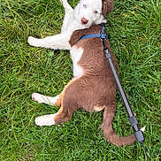 Arès a rejoint le concours — aidez-le/la à gagner de superbes lots ! puppy, dog, grass, leash, outdoor, pet, animal, brown, white, blue_harness, lying_down, young_dog, curious, nature, playful, canine, ears, tail, fur, eyes