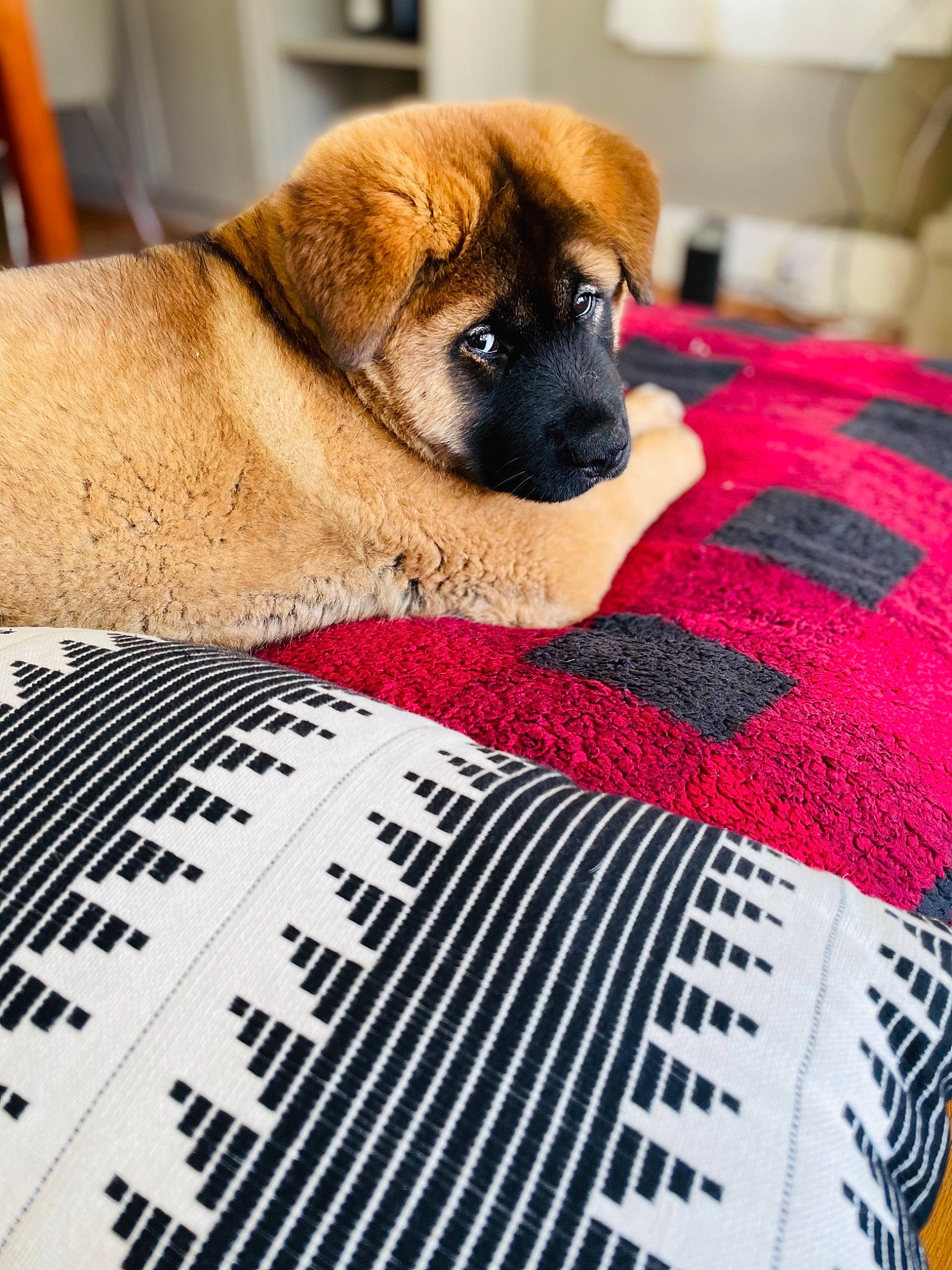 Senshi joined the competition — help win amazing prizes! carmine, carnivore, comfort, companion_dog, dog, dog_breed, dog_supply, fawn, flooring, fur, linens, magenta, nap, pattern, pet_supply, sporting_group, terrestrial_animal, whiskers, woven_fabric, wrinkle