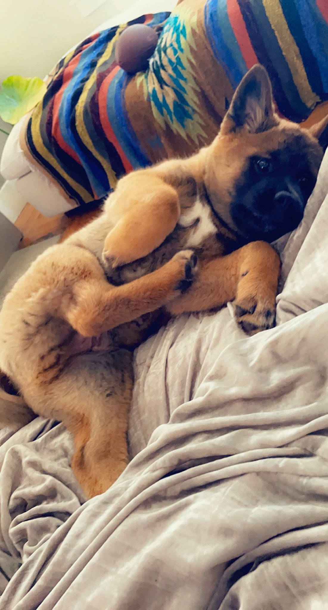 Senshi joined the competition — help win amazing prizes! blue, carnivore, comfort, companion_dog, dog, dog_breed, fawn, felidae, fur, linens, mammal, paw, puppy_love, small_to_medium_sized_cats, snout, sporting_group, toy_dog, vertebrate, whiskers, working_animal