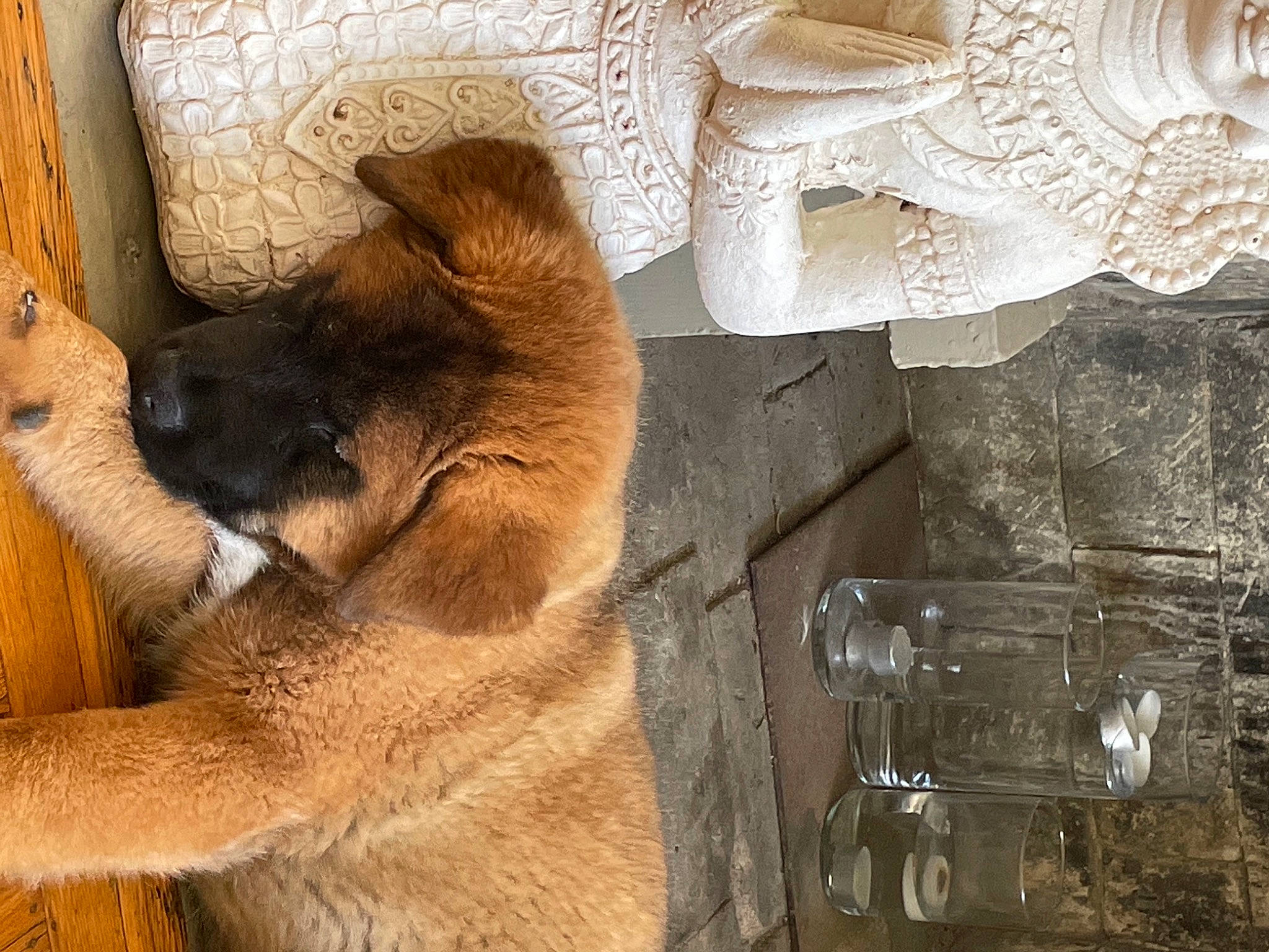 Senshi joined the competition — help win amazing prizes! artifact, big_cats, carnivore, ceiling, comfort, dog_breed, fawn, felidae, font, fur, pattern, plaster, rectangle, relief, snout, terrestrial_animal, visual_arts, whiskers, wildlife, wood