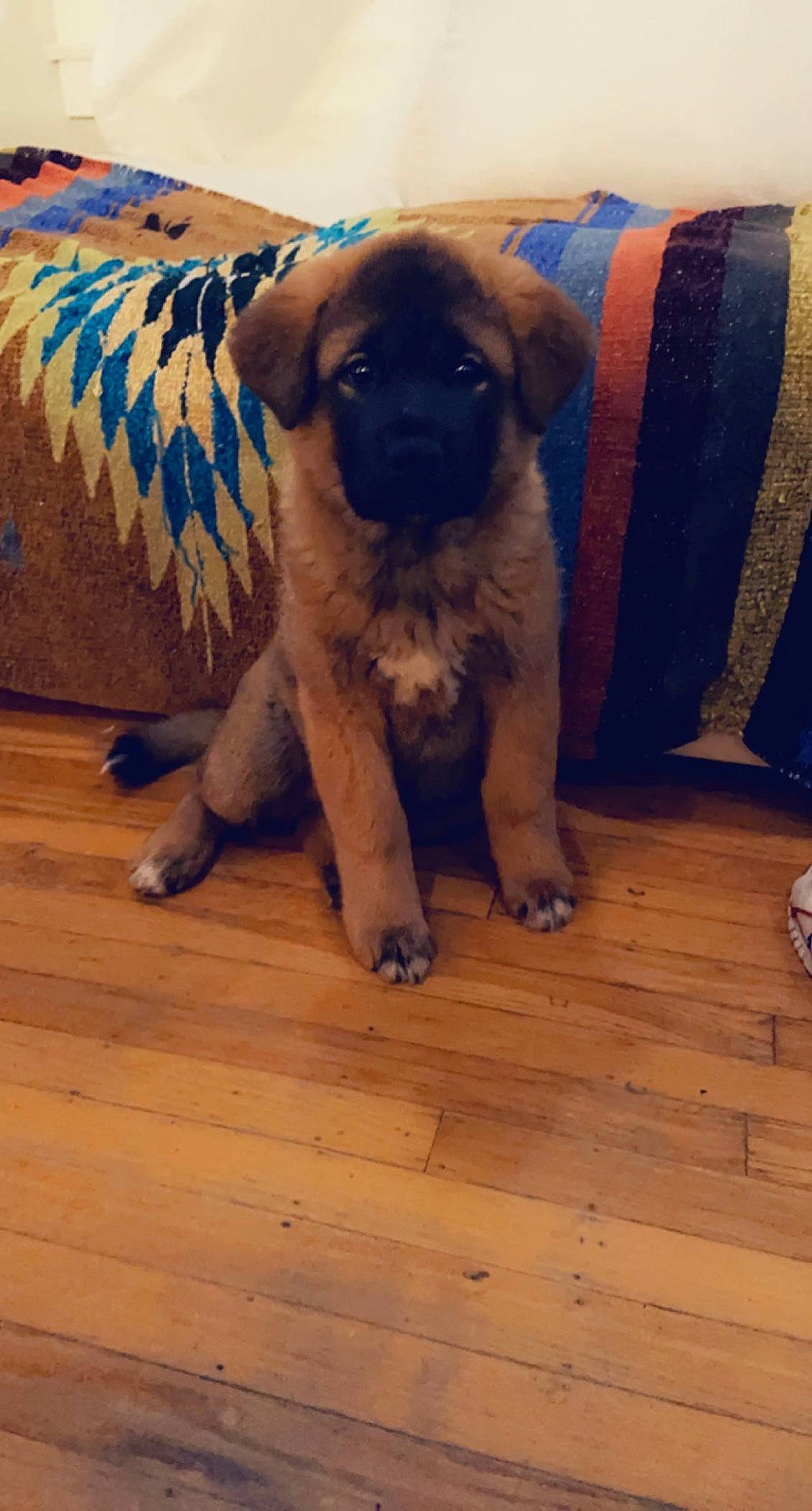 Senshi is registered to the contest to win money with this photo: carnivore, comfort, companion_dog, couch, dog, dog_breed, fawn, floor, flooring, hardwood, laminate_flooring, paw, plank, snout, sporting_group, toy_dog, wood, wood_flooring, wood_stain, working_animal