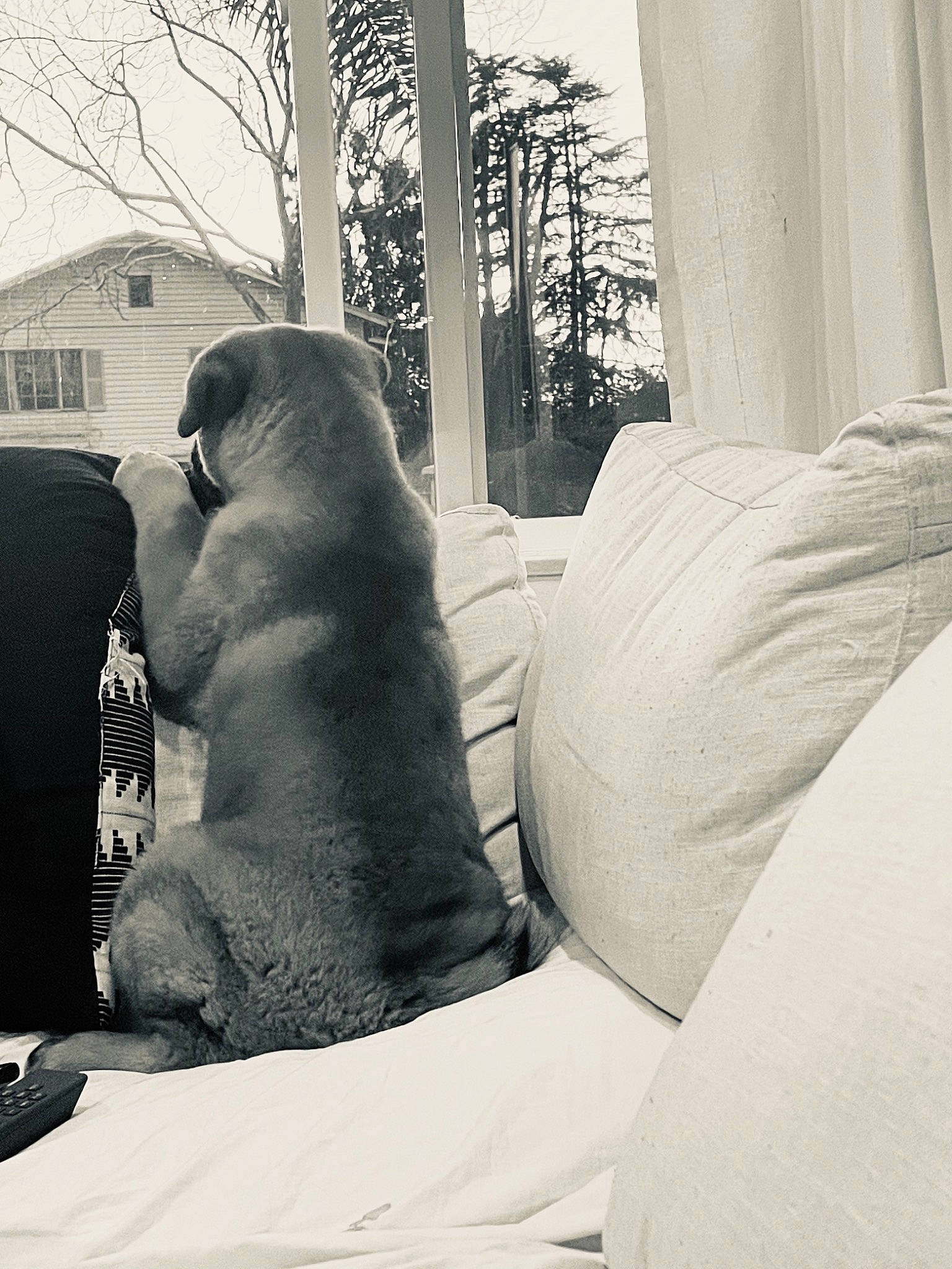 Senshi joined the competition — help win amazing prizes! art, black_and_white, building, carnivore, comfort, companion_dog, dog, dog_breed, gesture, grey, human_leg, monochrome, monochrome_photography, snout, sunlight, tints_and_shades, tree, trunk, window, winter