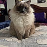cat, fluffy_cat, bed, blanket, pattern, polar_bear_pattern, indoor, bedroom, headboard, lamp, painting, wall_art, purple_pillow, furniture, pet, animal, domestic_cat, sitting, cute, portrait
