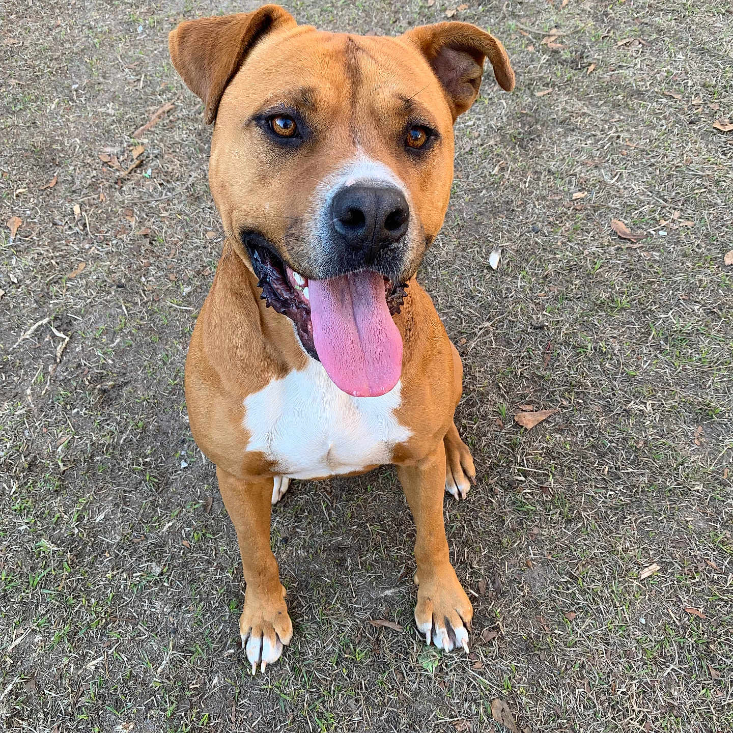 Butch joined the competition — help win amazing prizes! accessories, animal, bodypart, boxer, bulldog, canine, dog, grass, hound, labradorretriever, leash, mouth, person, pet, pitbull, plant, puppy, snout, strap, tongue