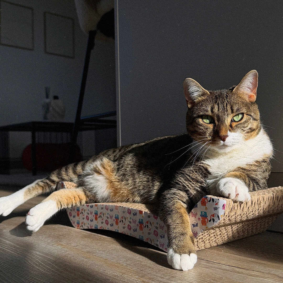 Nala