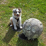 Baya participe au concours pour gagner de l'argent avec cette photo : puppy, dog, grass, outdoor, sunlight, pet, animal, play, ball, soccer_ball, happy, smile, fur, cute, young, nature, leash, black_harness, daytime, field