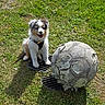 puppy, dog, grass, outdoor, sunlight, pet, animal, play, ball, soccer_ball, happy, smile, fur, cute, young, nature, leash, black_harness, daytime, field