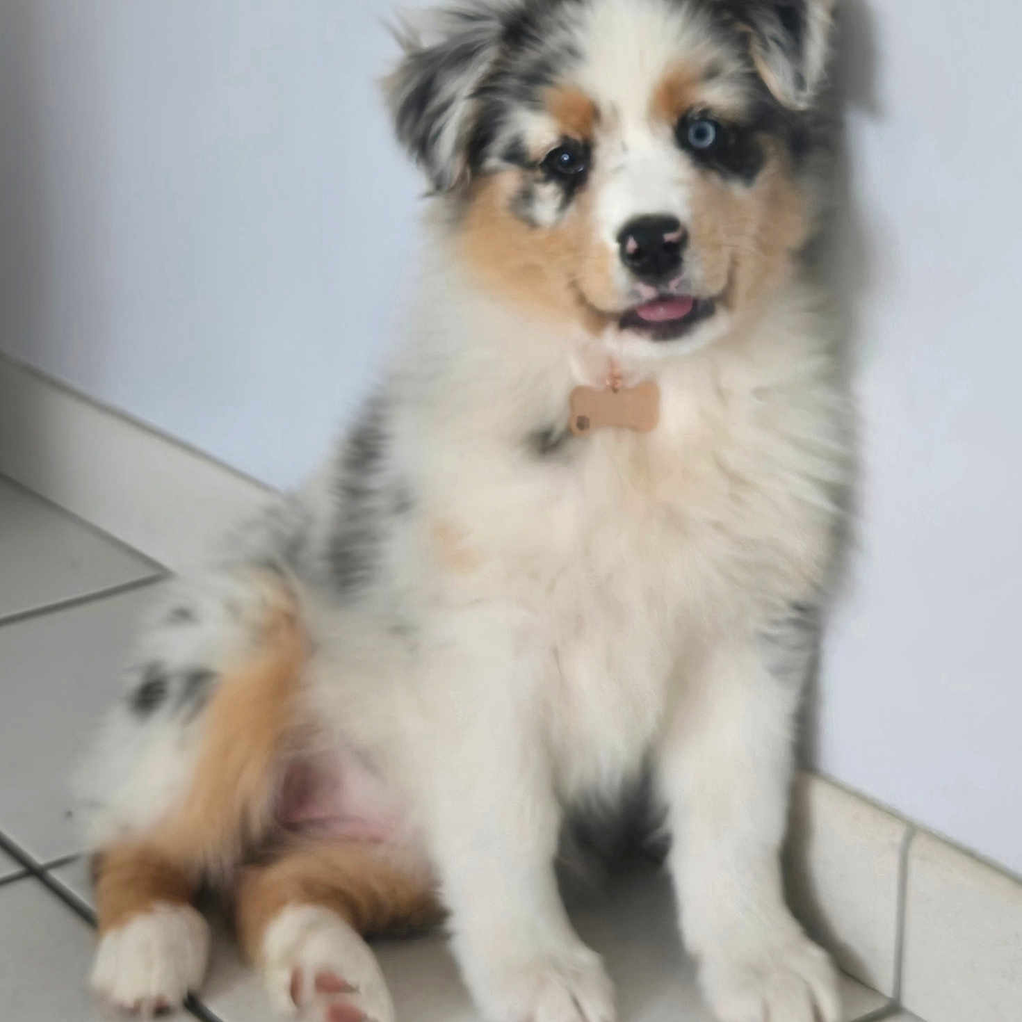 Baya a rejoint le concours — aidez-le/la à gagner de superbes lots ! puppy, dog, australian_shepherd, blue_eyes, fluffy, sitting, indoor, tile_floor, wall, cute, pet, young, animal, fur, ears, collar, tongue, adorable, companion, domestic