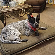 Rambo is registered to the contest to win money with this photo: dog, bandana, dog_bed, living_room, carpet, couch, floral_pattern, coffee_table, decor, vintage, shelf, picture_frame, plush, pet, indoor, furniture, relaxed, brown, black_and_white, curious