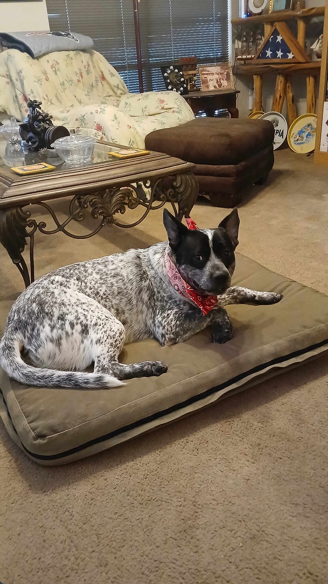 Rambo is registered to the contest to win money with this photo: dog, bandana, dog_bed, living_room, carpet, couch, floral_pattern, coffee_table, decor, vintage, shelf, picture_frame, plush, pet, indoor, furniture, relaxed, brown, black_and_white, curious