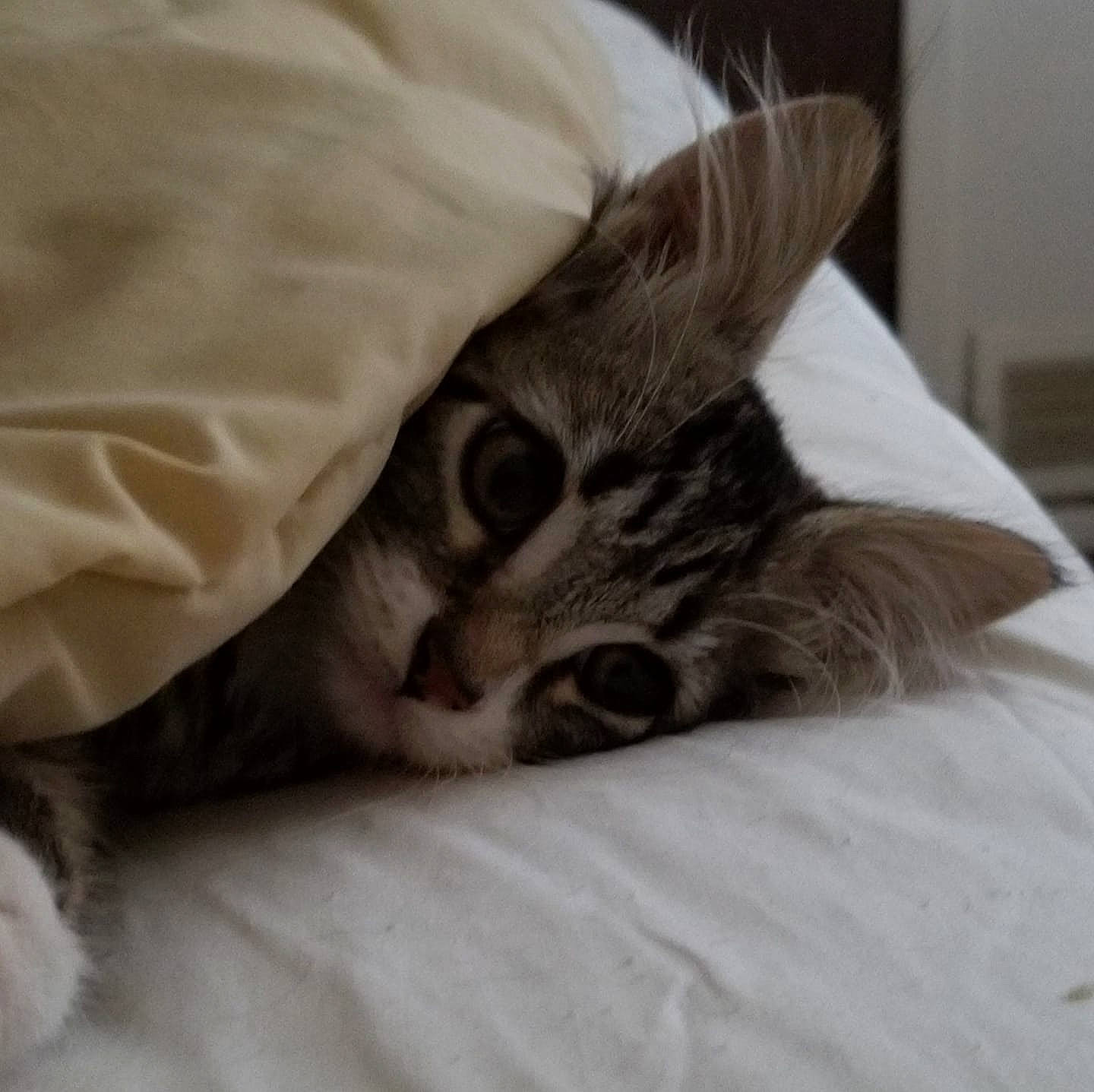 Milton joined the competition — help win amazing prizes! american_shorthair, asian, bed, bed_sheet, bengal, carnivore, cat, domestic_short_haired_cat, dragon_li, european_shorthair, felidae, fur, kitten, linens, nap, paw, singapura, small_to_medium_sized_cats, tabby_cat, whiskers