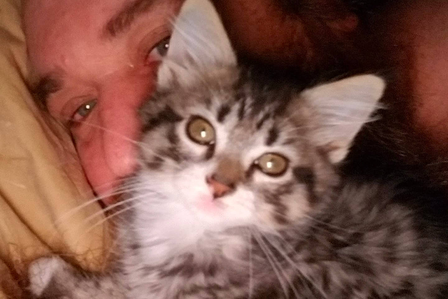 Milton joined the competition — help win amazing prizes! asian, asian_semi_longhair, british_semi_longhair, carnivore, cat, close_up, domestic_long_haired_cat, european_shorthair, eye, felidae, kitten, mammal, norwegian_forest_cat, pixie_bob, siberian, small_to_medium_sized_cats, snout, tabby_cat, vertebrate, whiskers