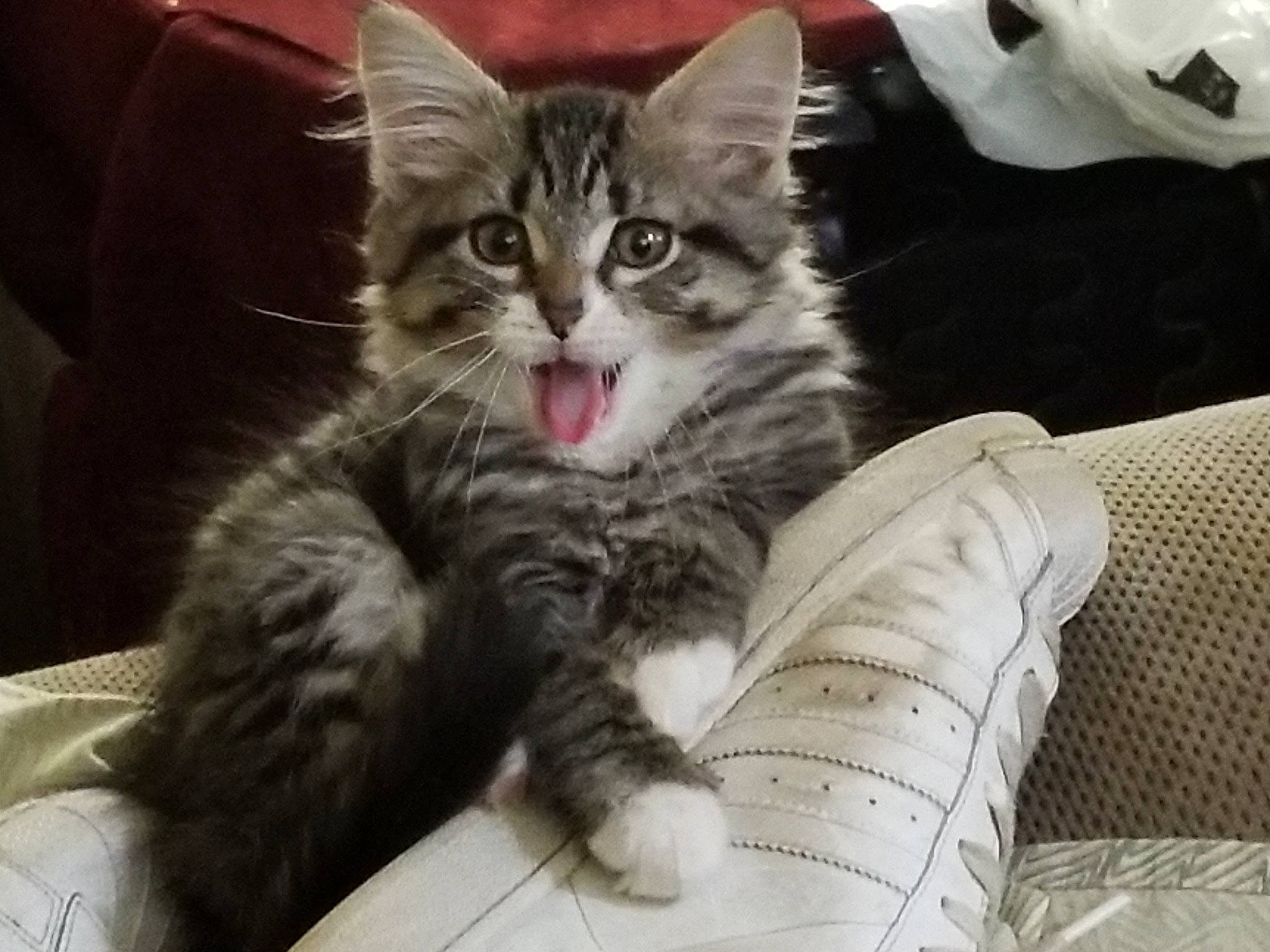 Milton is registered to the contest to win money with this photo: american_shorthair, asian, carnivore, cat, domestic_long_haired_cat, domestic_short_haired_cat, dragon_li, european_shorthair, facial_expression, felidae, kitten, maine_coon, mammal, norwegian_forest_cat, pixie_bob, siberian, small_to_medium_sized_cats, tabby_cat, vertebrate, whiskers