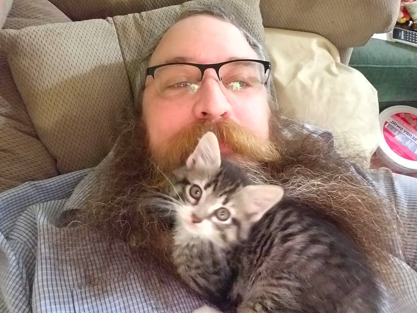 Milton joined the competition — help win amazing prizes! asian, beard, carnivore, cat, domestic_short_haired_cat, dragon_li, european_shorthair, facial_hair, felidae, fur, hair, mammal, moustache, nose, pixie_bob, siberian, small_to_medium_sized_cats, snout, tabby_cat, whiskers