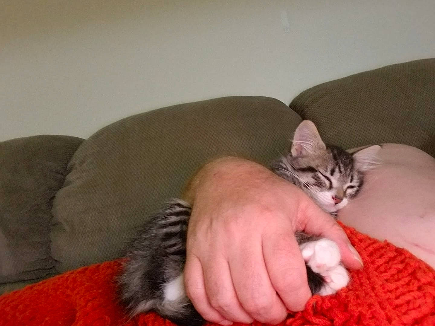 Milton is registered to the contest to win money with this photo: american_shorthair, asian, carnivore, cat, cat_bed, comfort, couch, domestic_short_haired_cat, european_shorthair, felidae, fur, hand, kitten, mammal, nap, paw, polydactyl_cat, small_to_medium_sized_cats, whiskers