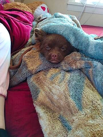 Maggie joined the competition — help win amazing prizes! bed, bed_sheet, bedding, blanket, canidae, comfort, fawn, felidae, flesh, fur, linens, liver, magenta, nap, room, snout, sporting_group, terrestrial_animal, wool, wrinkle