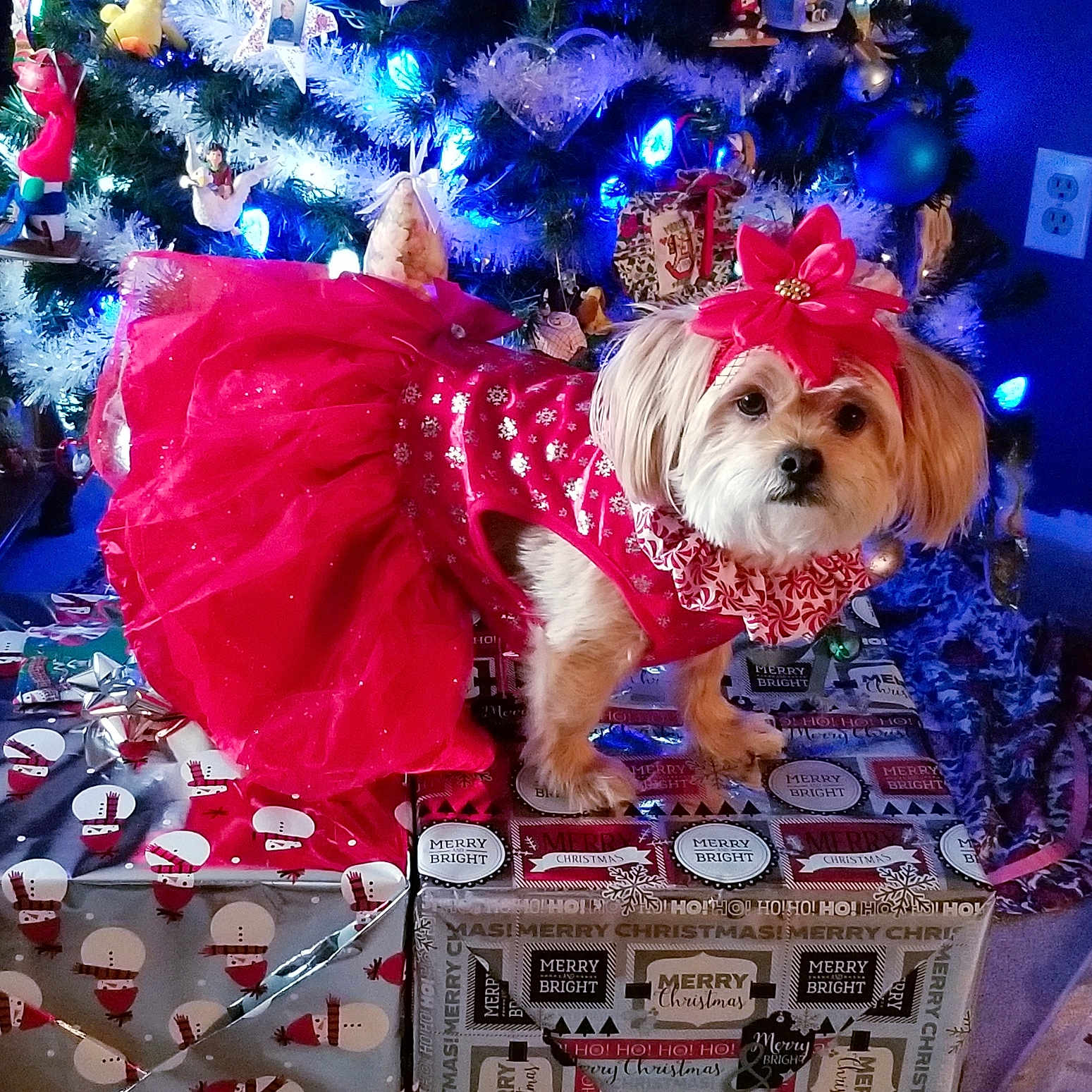 Lulubelle Wingert is registered to the contest to win money with this photo: accessories, animal, canine, clothing, couch, dog, dress, face, furniture, hat, head, lighting, person, pet, photography, plant, puppy, terrier, tree, whitedog