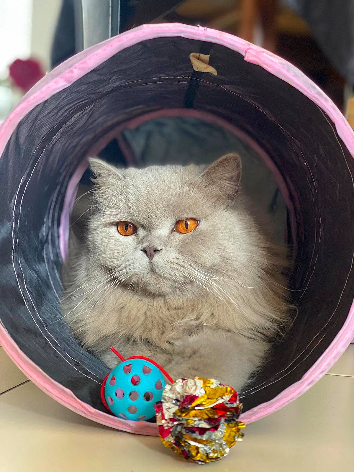 Picasso participe au concours pour gagner de l'argent avec cette photo : box, british_longhair, carnivore, cat, domestic_short_haired_cat, felidae, fur, iris, persian, small_to_medium_sized_cats, snout, terrestrial_animal, whiskers