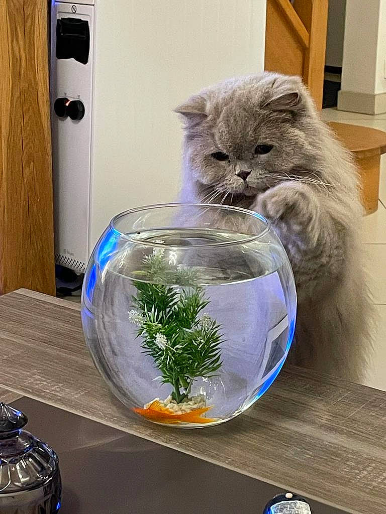 Picasso participe au concours pour gagner de l'argent avec cette photo : blue, carnivore, cat, drinkware, felidae, fur, glass, grass, herb, pet_supply, plant, plastic_bag, porcelain, russian_blue, serveware, small_to_medium_sized_cats, table, tableware, water, whiskers