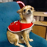 Savannah participe au concours pour gagner de l'argent avec cette photo : dog, small_dog, red_cape, chair, blue_chair, indoor, furniture, pet, cute, animal, living_room, speaker, television, decor, sitting, portrait, domestic_animal, fur, canine, companion