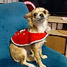 dog, small_dog, red_cape, chair, blue_chair, indoor, furniture, pet, cute, animal, living_room, speaker, television, decor, sitting, portrait, domestic_animal, fur, canine, companion