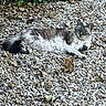Lily participe au concours pour gagner de l'argent avec cette photo : cat, animal, outdoor, pebbles, ivy, leaves, fur, relaxed, lying_down, nature, pet, mammal, whiskers, tail, daylight, garden, curious, resting, gray, white