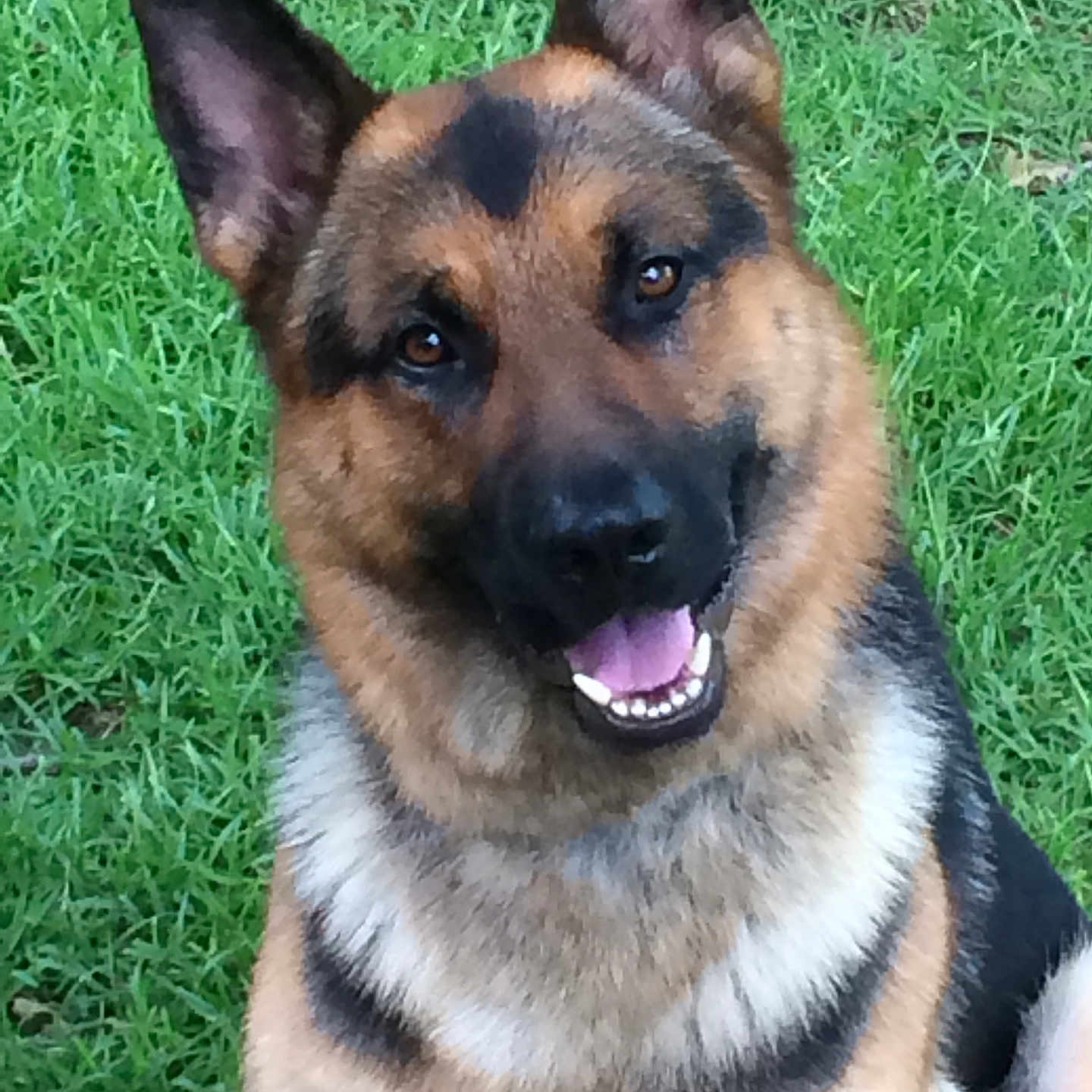 Jasper joined the competition — help win amazing prizes! animal, canine, closeup, dog, ears, eyes, friendly, fur, german_shepherd, grass, happy, head, mammal, nature, outdoor, pet, portrait, sitting, smiling, tongue