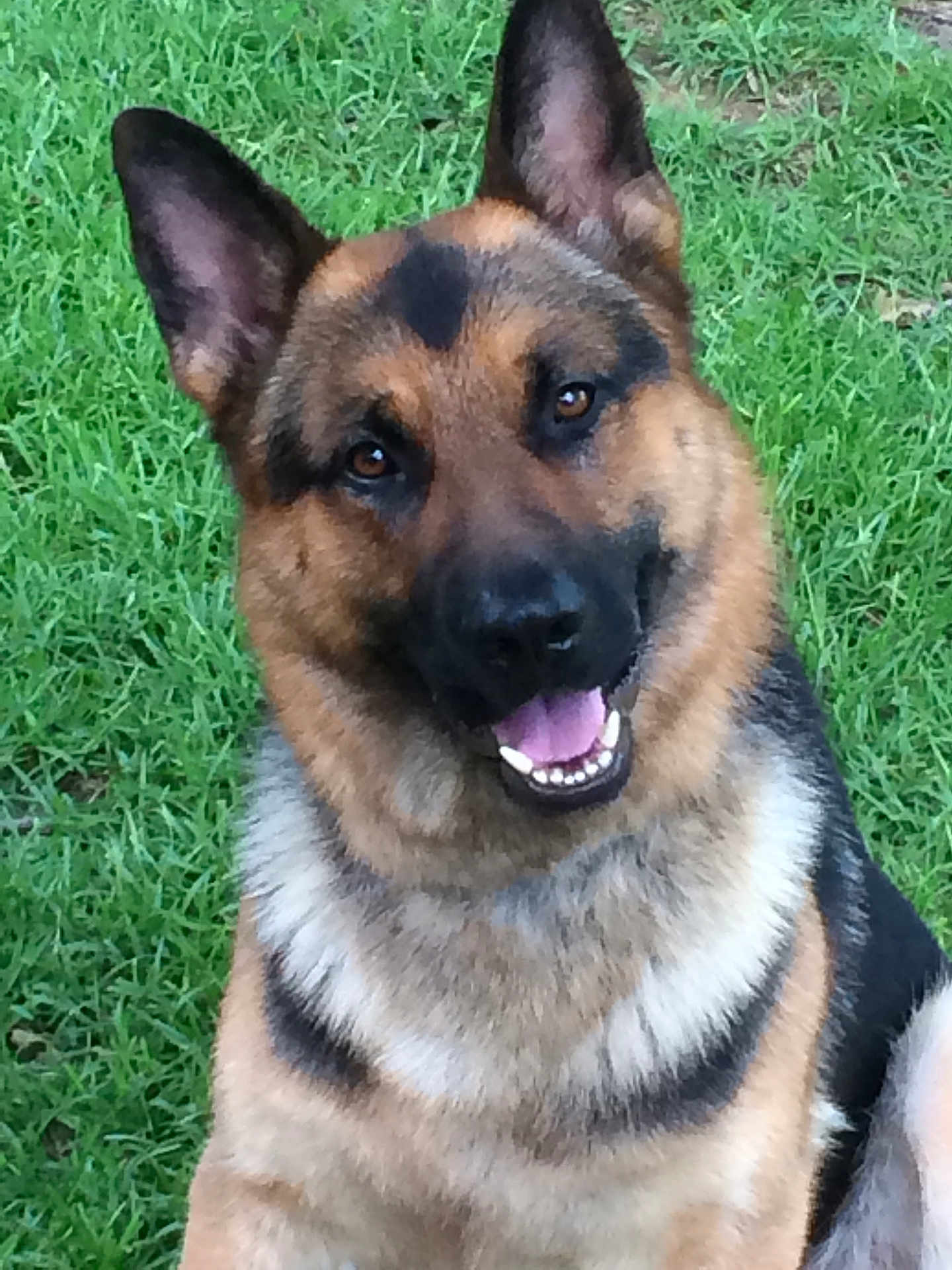 Jasper joined the competition — help win amazing prizes! dog, german_shepherd, grass, outdoor, pet, canine, animal, fur, ears, smiling, tongue, happy, nature, mammal, portrait, friendly, sitting, closeup, eyes, head