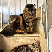 Yumi Et Yuna a rejoint le concours — aidez-le/la à gagner de superbes lots ! cat, cats, fluffy, tabby, staircase, wooden_stairs, indoor, pets, animal, feline, relaxed, resting, two_cats, striped, fur, ears, whiskers, metal_railings, home, cozy