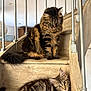 cat, cats, fluffy, tabby, staircase, wooden_stairs, indoor, pets, animal, feline, relaxed, resting, two_cats, striped, fur, ears, whiskers, metal_railings, home, cozy
