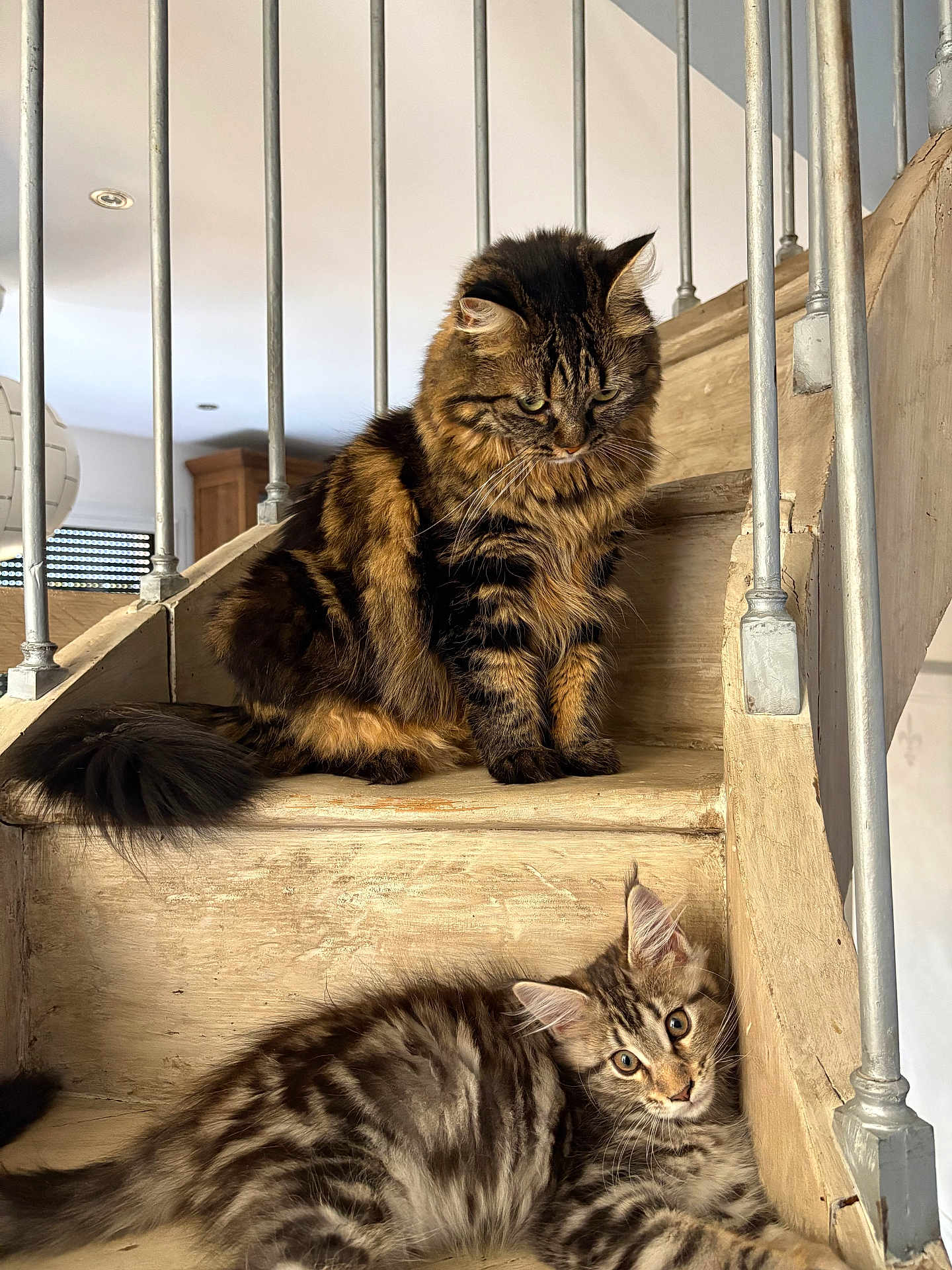 Yumi Et Yuna a rejoint le concours — aidez-le/la à gagner de superbes lots ! cat, cats, fluffy, tabby, staircase, wooden_stairs, indoor, pets, animal, feline, relaxed, resting, two_cats, striped, fur, ears, whiskers, metal_railings, home, cozy