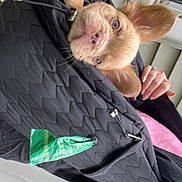 Kash joined the competition — help win amazing prizes! dog, small_dog, quilted_jacket, black_jacket, ears, pet, person, hand, rings, pink_shirt, porch, door, window, curious, pet_carrier, outdoor, animal, face, cute, companion
