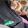 dog, small_dog, quilted_jacket, black_jacket, ears, pet, person, hand, rings, pink_shirt, porch, door, window, curious, pet_carrier, outdoor, animal, face, cute, companion
