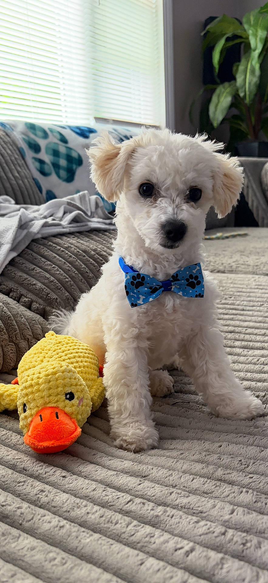 Toby