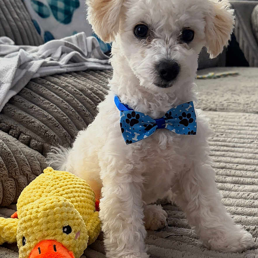 Toby